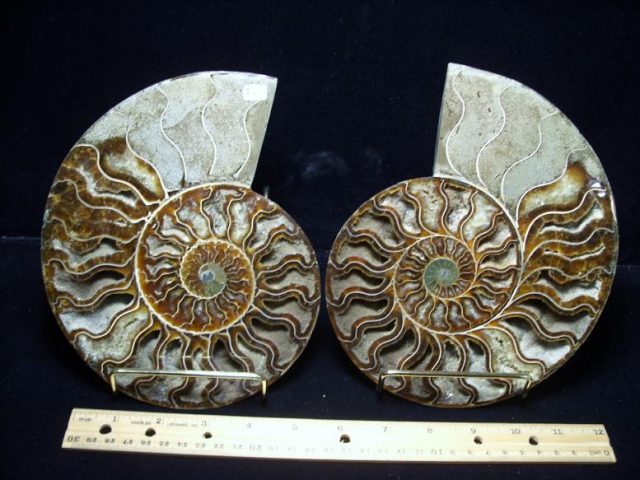 Ammonites