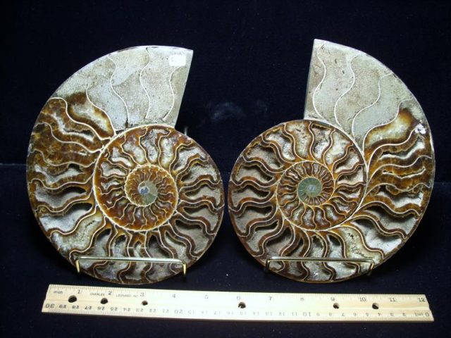 Ammonites