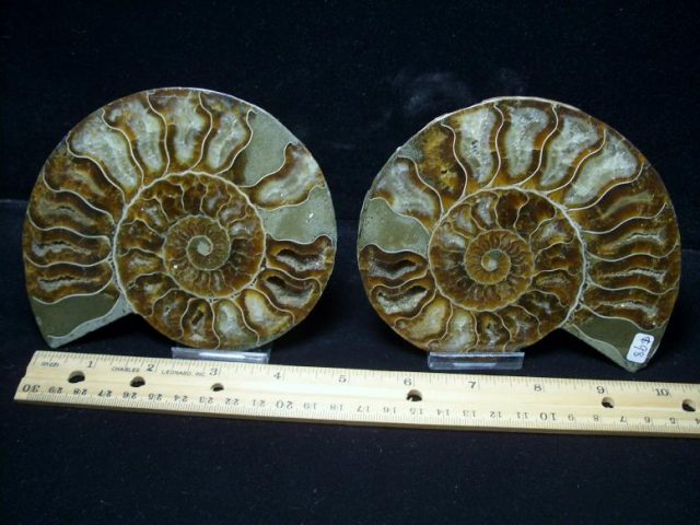 ammonite fossils