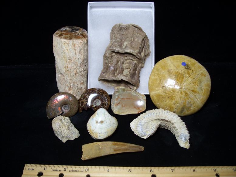 real fossil kit