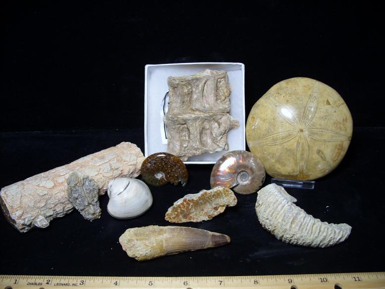 real fossil kit