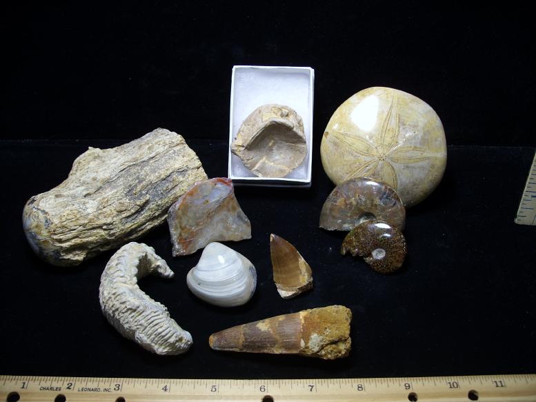 real fossil kit