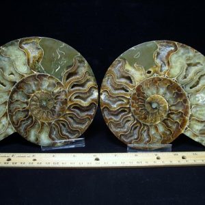 fossil ammonites