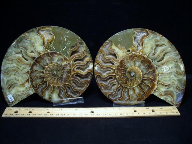 fossil ammonites