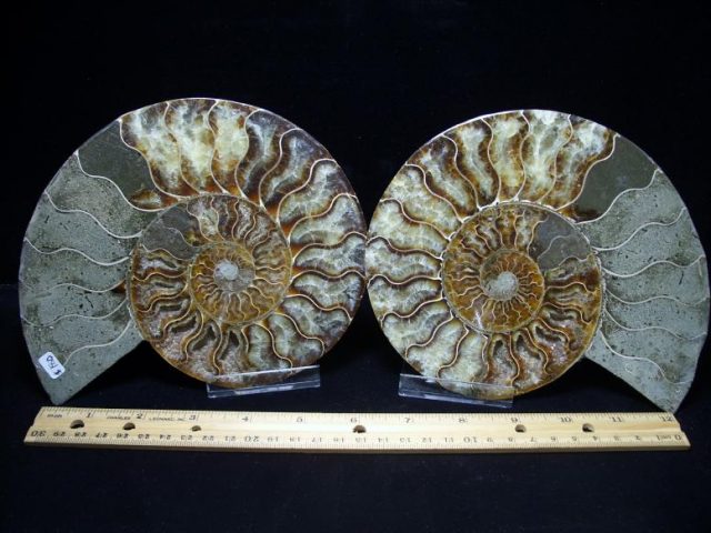 ammonite fossils