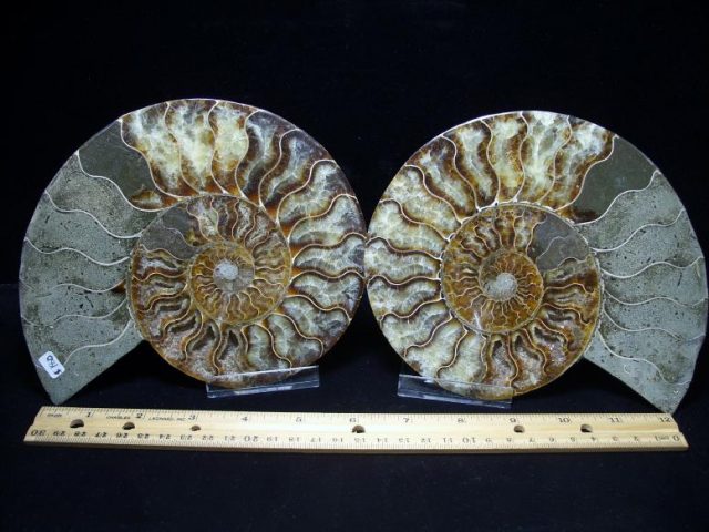 ammonite fossils