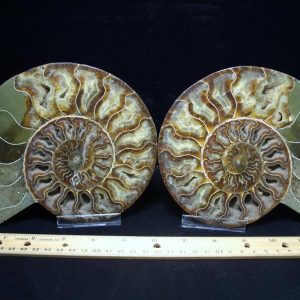 ammonite fossils