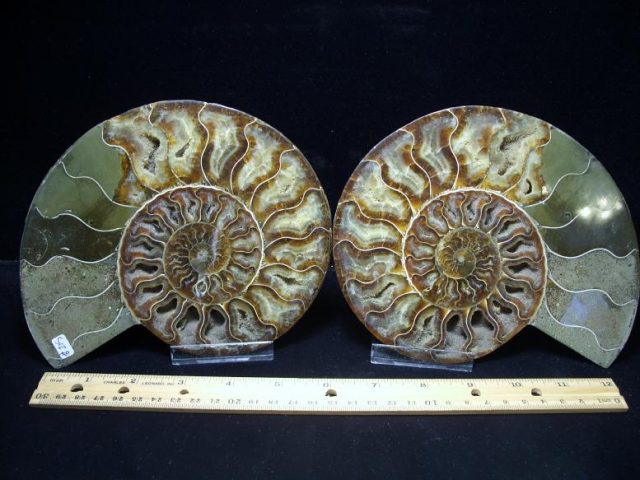 ammonite fossils