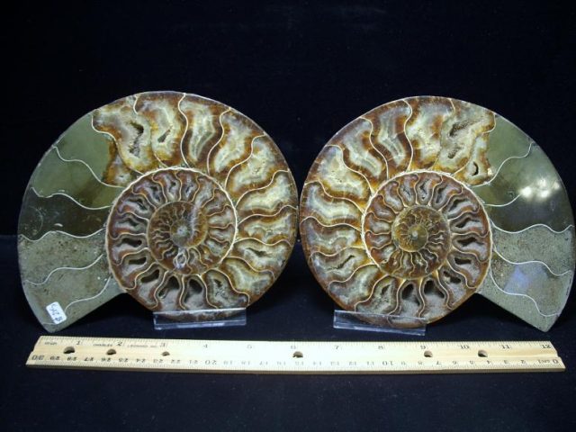 Sliced & Polished Ammonite  (040219r) - Image 3