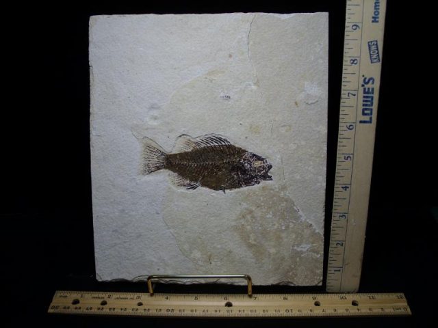 Priscacara Fossil Fish