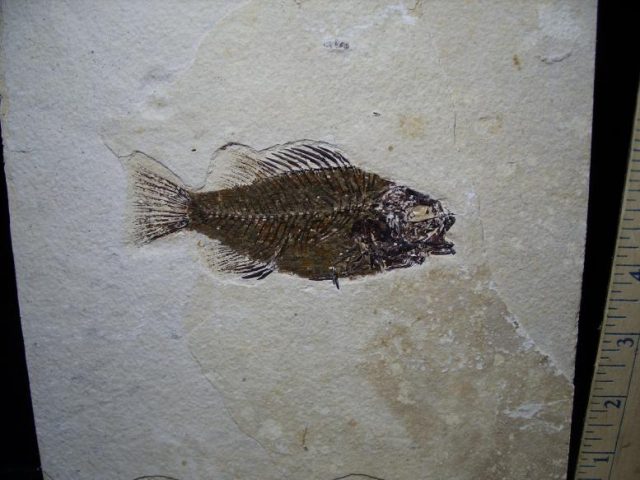 Priscacara  Fossil Fish  (040519c) - Image 3