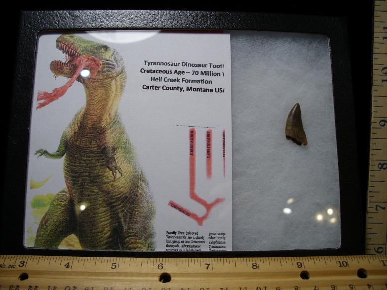 buy dinosaur teeth