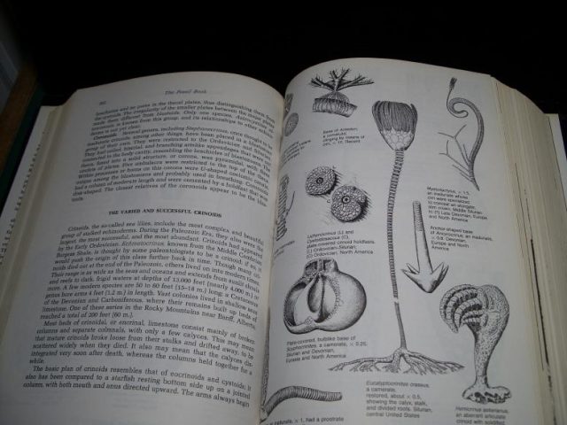 The Fossil Book