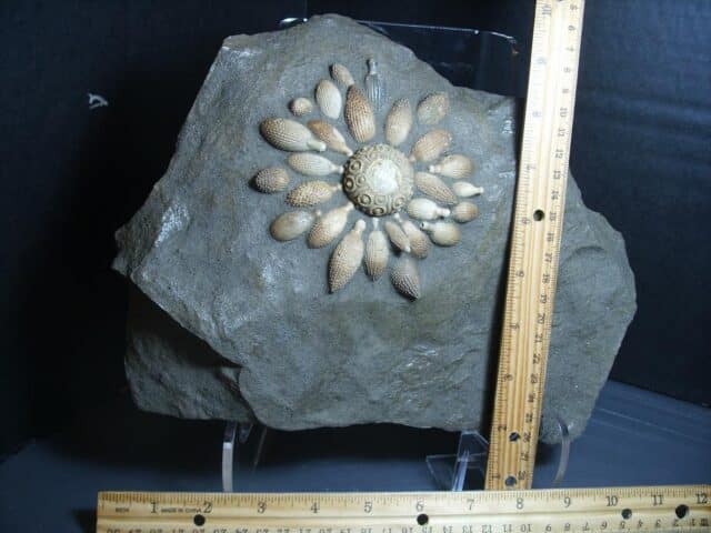 Rare Echinoid  Fossil with Spines (012624g) - Image 4