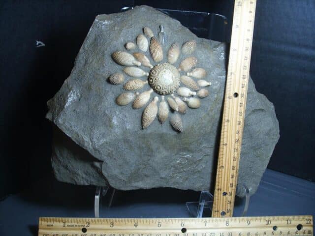 Rare Echinoid  Fossil with Spines (012624g) - Image 3