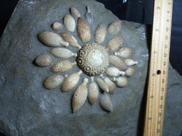 Rare Echinoid  Fossil with Spines (012624g) - Image 2