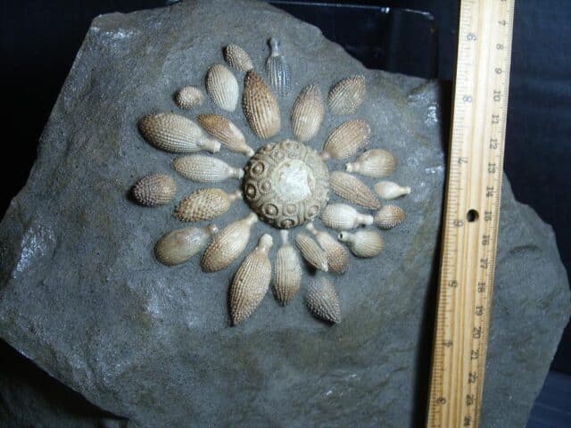 Rare Echinoid  Fossil with Spines (012624g)