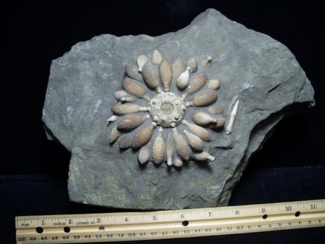 Echinoid fossils