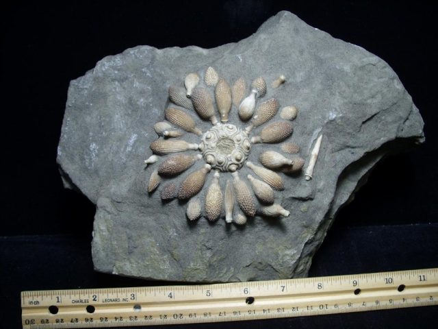 Sea urchin fossils