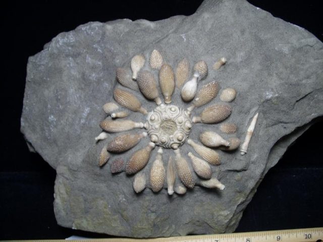 sea urchin fossils
