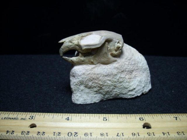 Badlands fossils