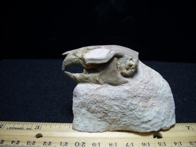 badlands fossils