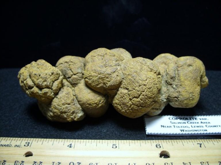 coprolites fossils examples