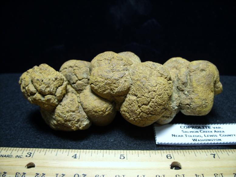 human coprolite for sale