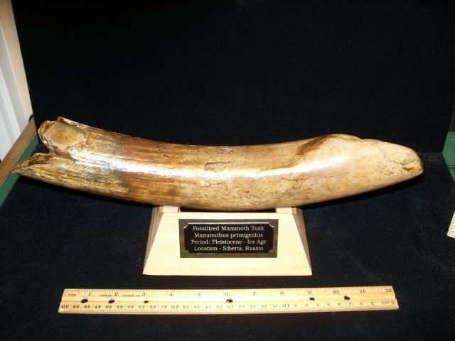Mammoth