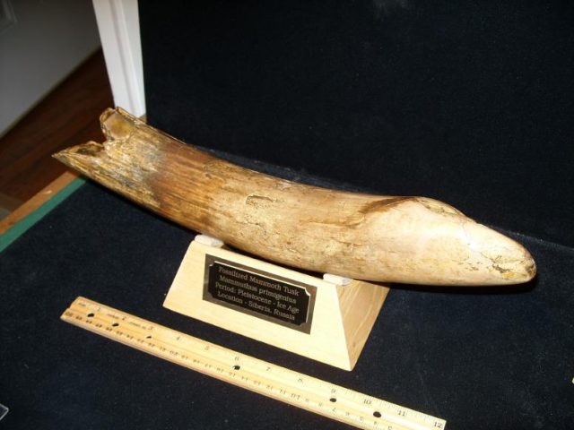 Mammoth Tusk