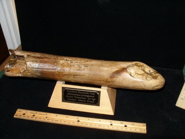 Mammoth Tusk