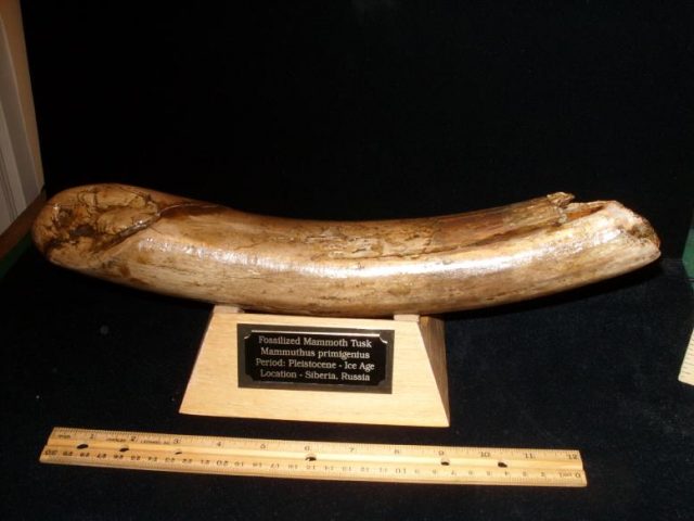 Mammoth Tusk Tip (051419d) - Image 5
