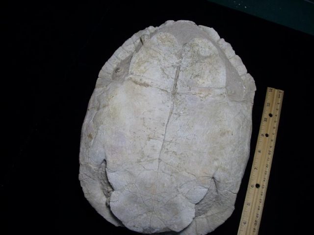 turtle fossils