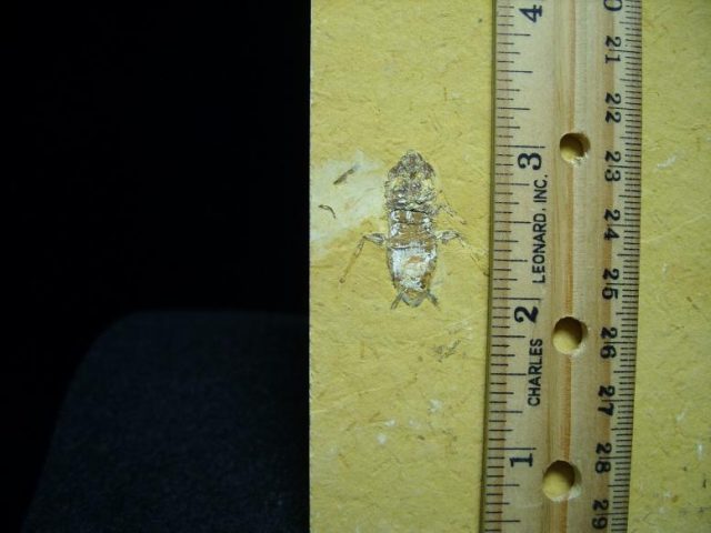 Fossilized “Cockroach” in Matrix  (052219z) - Image 3