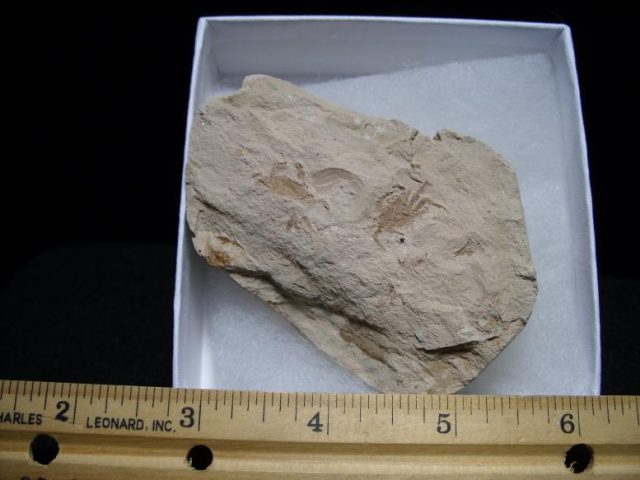 crab fossils