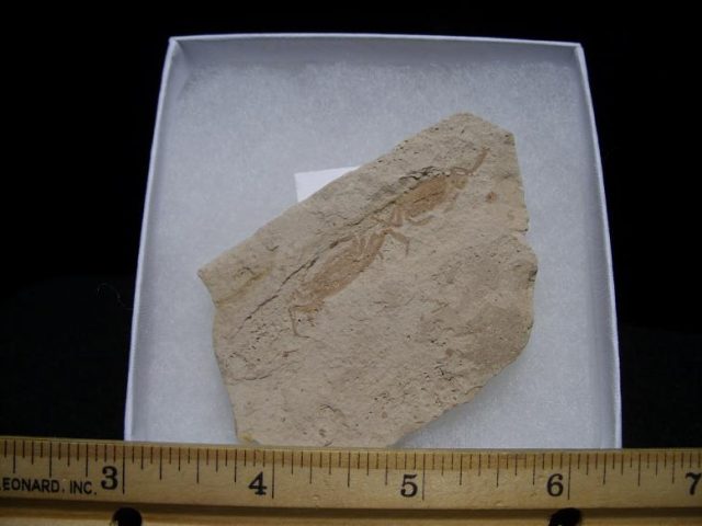 crab fossils