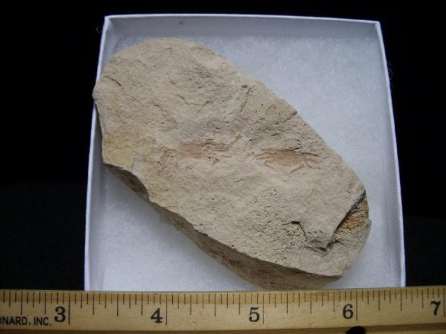 crab fossils