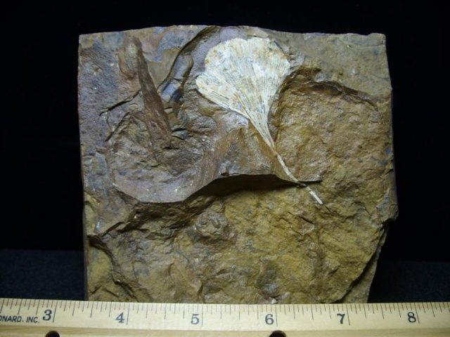 plant fossils