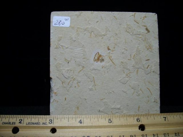 Fossilized Spider  (052519g) - Image 4