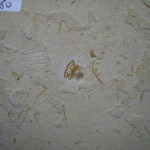 Fossils Spiders
