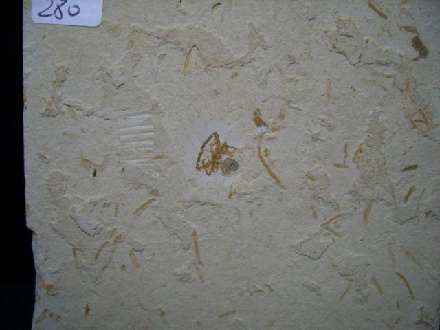 Fossils Spiders