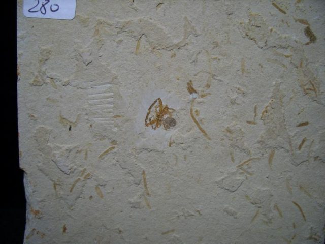 Fossils Spiders