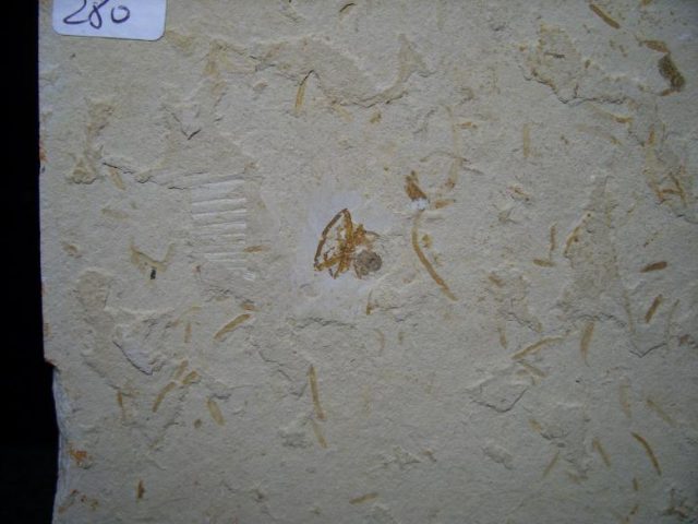 Fossilized Spider  (052519g) - Image 3
