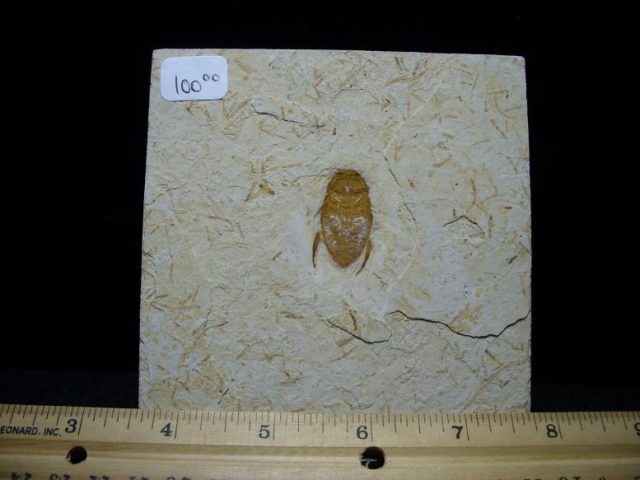 Fossil insects