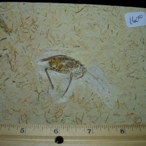 Insect cockroach