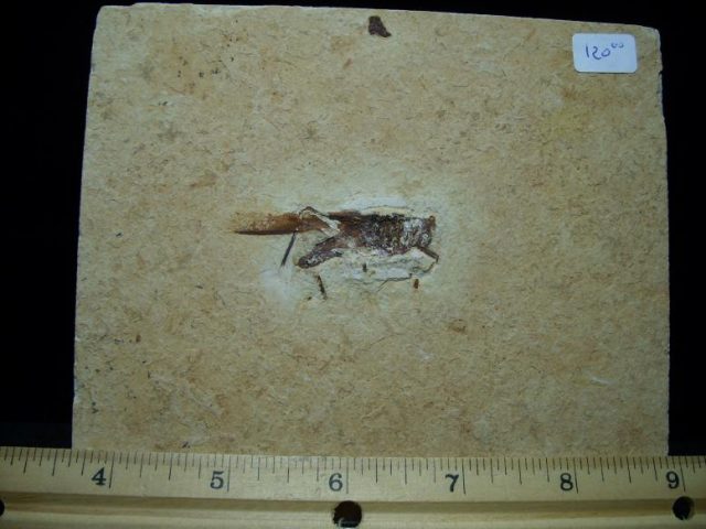Fossil Insects