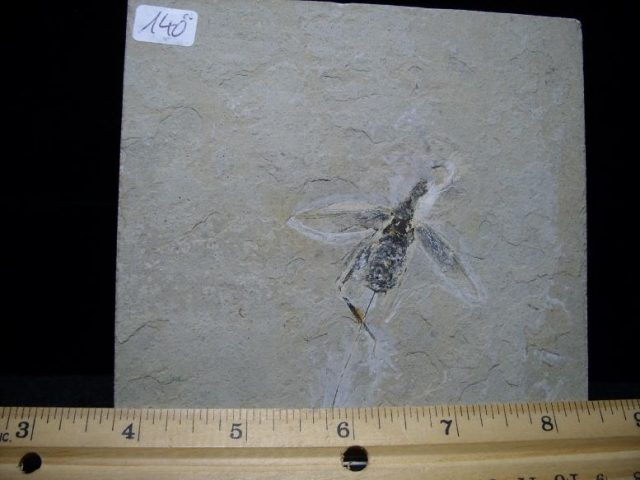Fossil insects