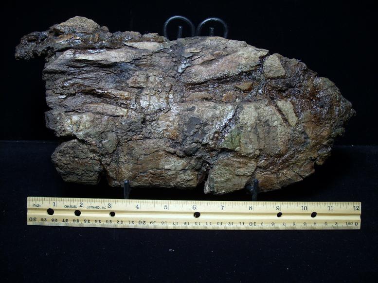 triceratops bones for sale