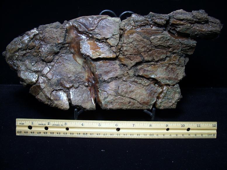 triceratops bones for sale