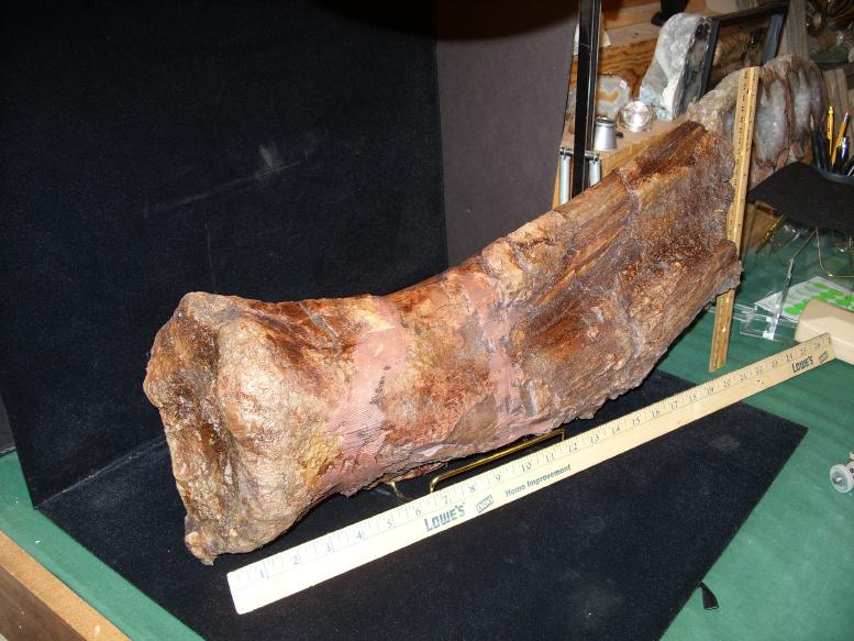 dinosaur leg fossil